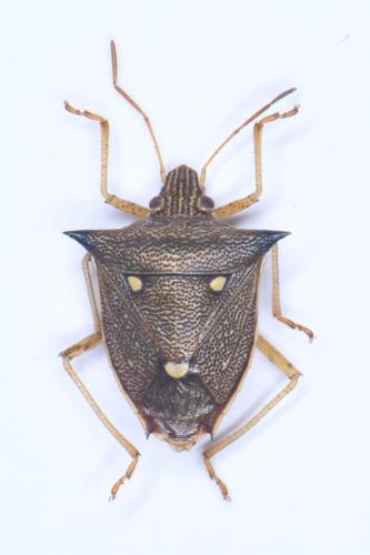 Aspavia armigera